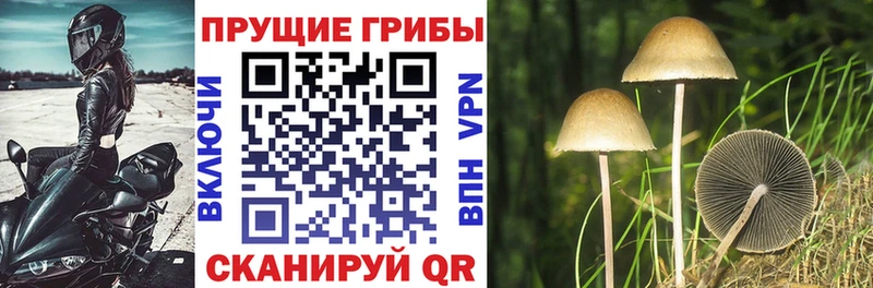 Галлюциногенные грибы Cubensis  купить наркоту  Приозерск 